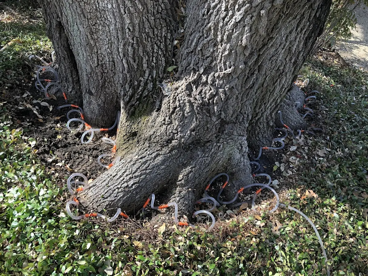 Detailed Tree Cabling and Bracing job site in Thoreau