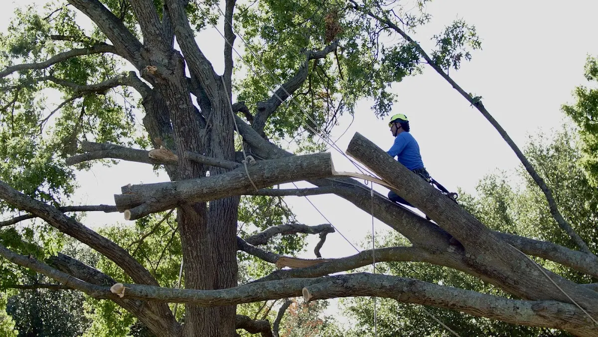Professional Crown Thinning performed by certified arborists in Thoreau